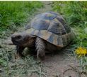 Spur thighed : Male approx 11 years old (Carrington)